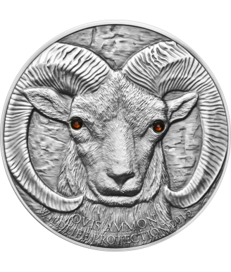 Argali – Ovis ammon silver coin 2013
